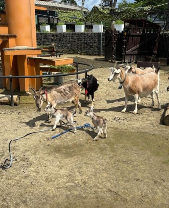 放飼場に出る練習中の仔ヤギ達