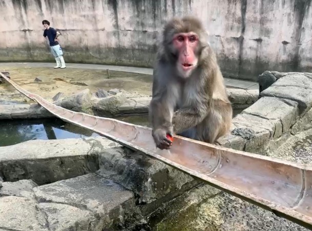 いちごを食べるニホンザル