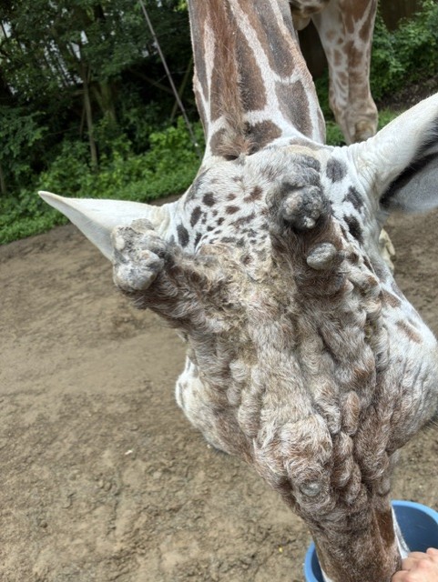 ユウキのつの