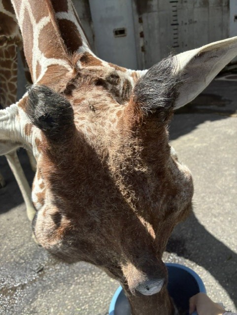 エミリーのつの