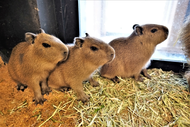 ブログ　カピバラに三つ仔誕生3