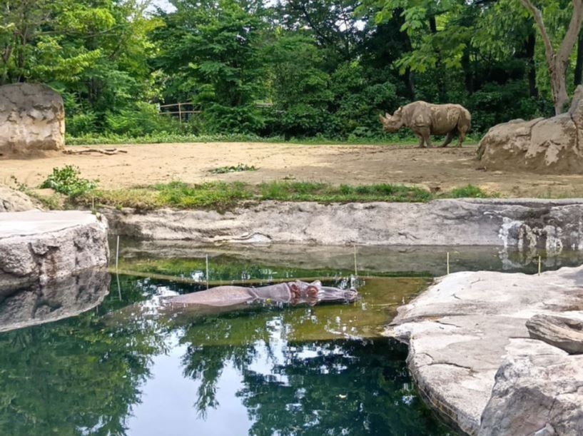 水辺のカバ