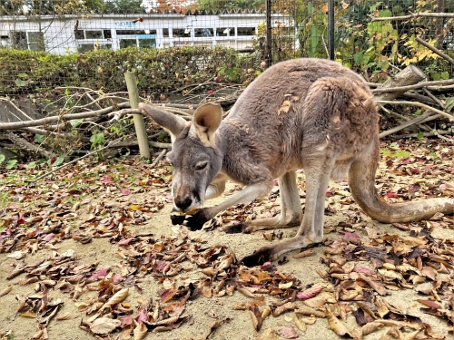 落ち葉と動物〈1〉-2