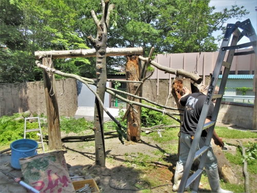 ブログ　休園日のお仕事　ツキノワグマ展示場編2