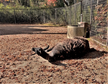 落ち葉と動物　ラマ編〈2〉-2