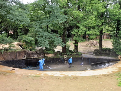 ブログ　アフリカ園のプール清掃2