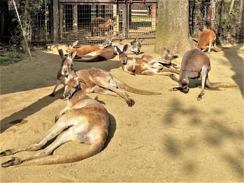 ブログ　ぽかぽか陽気のアカカンガルー2