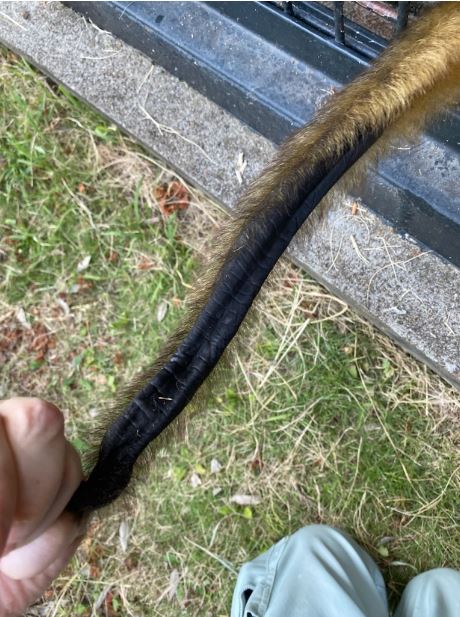 ジェフロイクモザルの尻尾の裏側