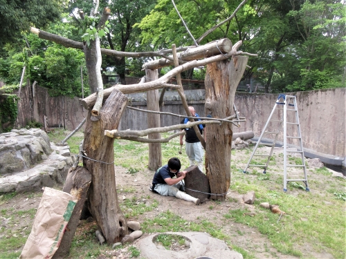 ブログ　休園日のお仕事　ツキノワグマ展示場編3