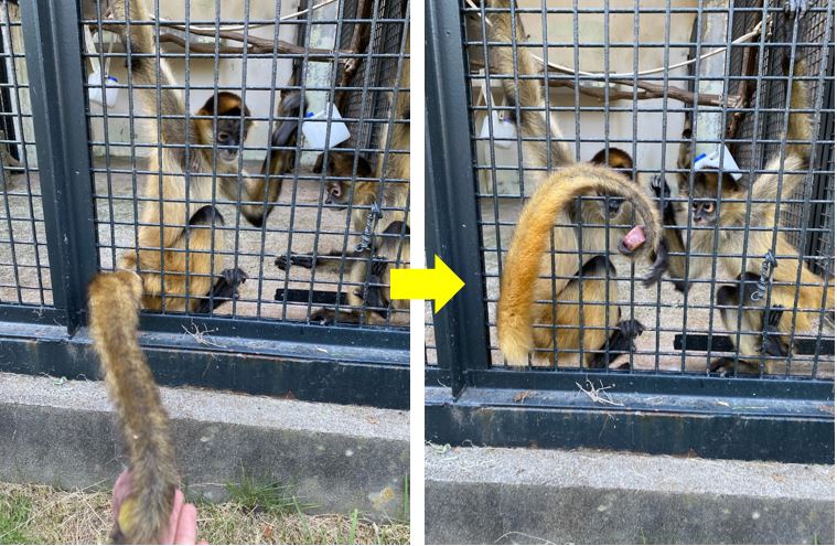 尻尾で引き寄せるジェフロイクモザル