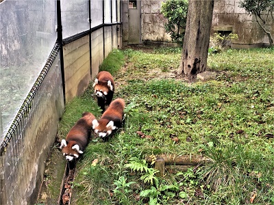 ブログ　アケビとグミ1歳に6