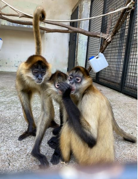 ふかし芋を食べるジェフロイクモザル