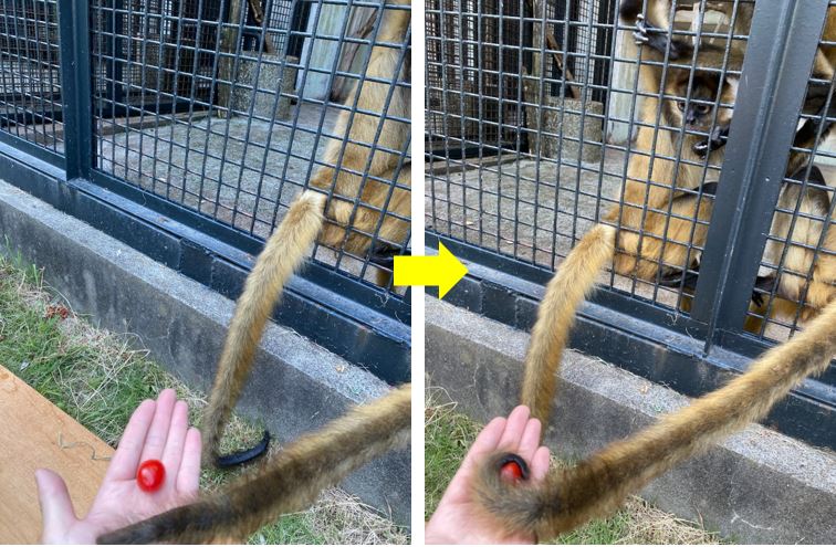 尻尾でミニトマトを掴むジェフロイクモザル