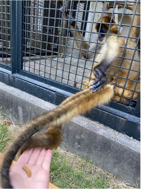 飼育員の手を尻尾で引っ張るジェフロイクモザル