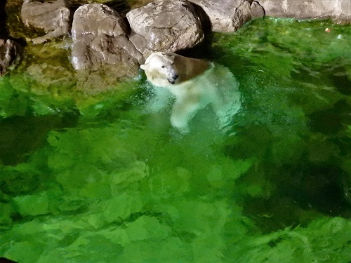 ブログ　夜の動物園を動画や写真で3