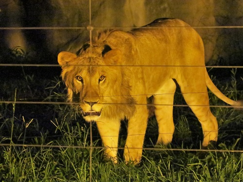 ブログ　夜の動物園を動画や写真で6