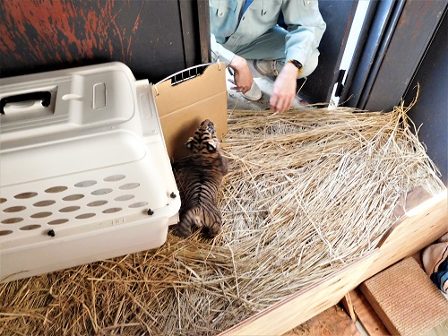 スマトラトラの仔　藁部屋で運動