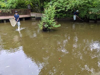 ブログ　アフリカ園大掃除　フラミンゴ池　魚の救助