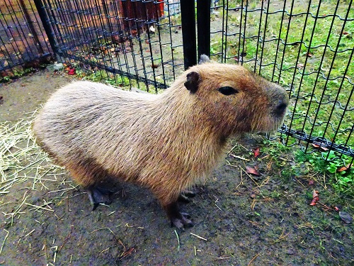 ブログ　カピバラの「キンカン」来園1