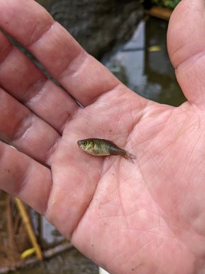 ブログ　アフリカ園大掃除　こんな子いました13