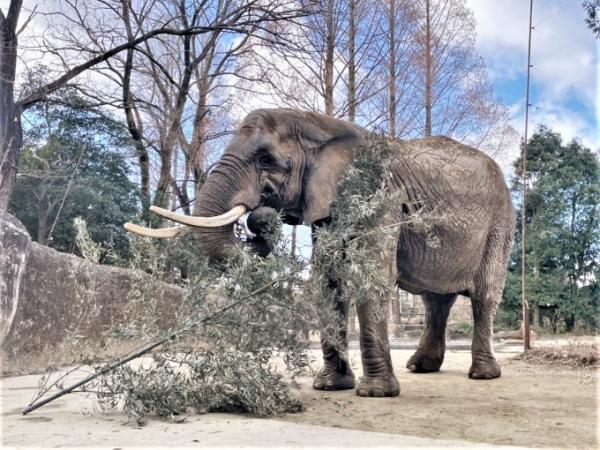 ブログ　アフリカゾウ「メアリー」近況1