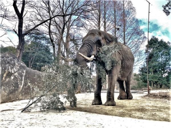 ブログ　アフリカゾウ「メアリー」近況2