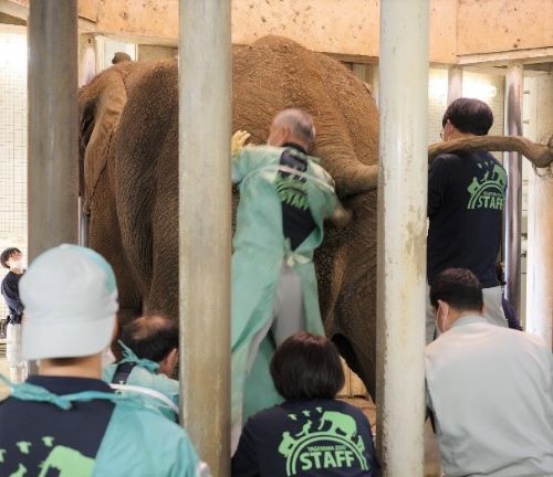 採精するには、肛門から腕を差し入れて前立腺を刺激します