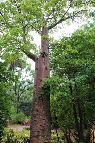 園長ブログ　マダガスカル訪問記3　バオバブ