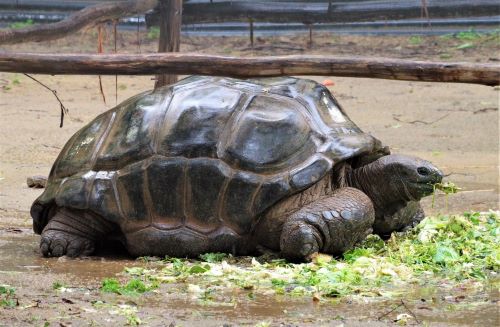 園長ブログ　マダガスカル訪問記4　アルダブラゾウガメ2