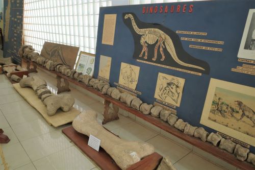 園長ブログ　マダガスカル訪問記6　恐竜の化石1