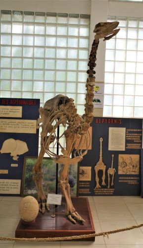 園長ブログ　マダガスカル訪問記6　恐竜の化石2
