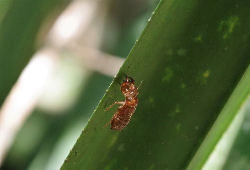 園長ブログ　マダガスカル訪問記11　セミの抜け殻