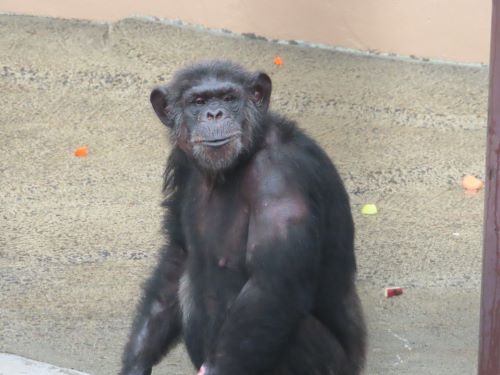 チンパンジー5頭同居　放飼場にいるヤワラ