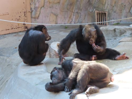 チンパンジー5頭同居　ヤワラリラックス