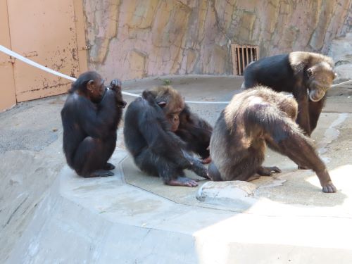 チンパンジー5頭同居　挨拶するヤワラ