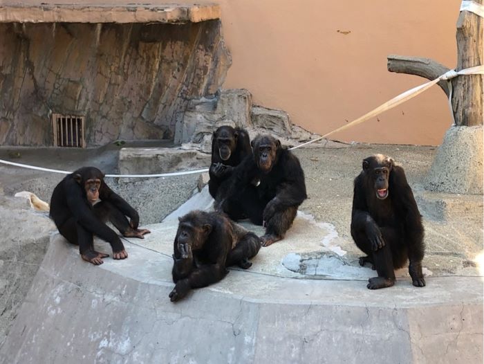 チンパンジー5頭同居　5頭で過ごす