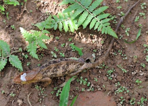 園長ブログ　マダガスカル訪問記13　ウスタレカメレオン