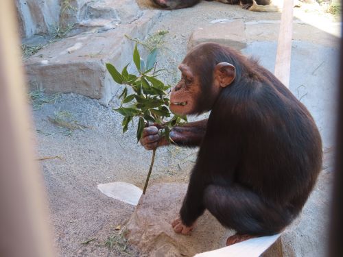 R5　チンパンジーの餌紹介　枝葉を食べるギンジ