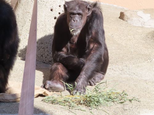 R5　チンパンジーの餌紹介　葉っぱで遊ぶポッキー