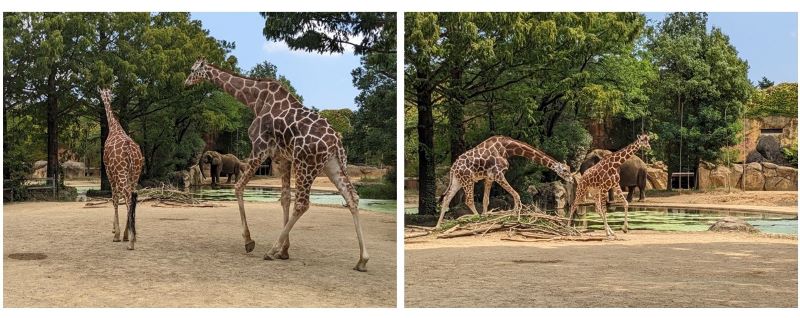 エミリーを追い続けるユウキ