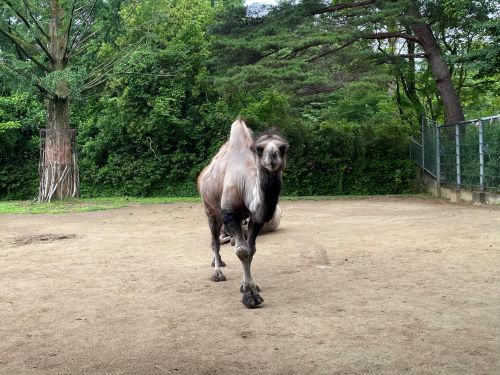 ブログ4.ゆっくり歩み