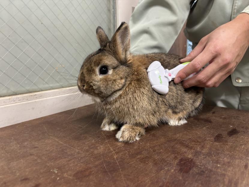 ほしいものリストウサギのブラシ