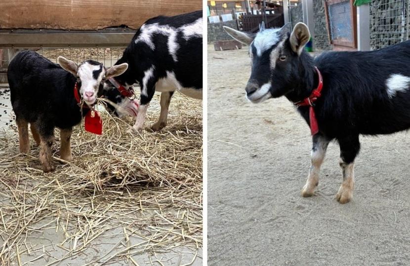 ほしいものリスト首輪