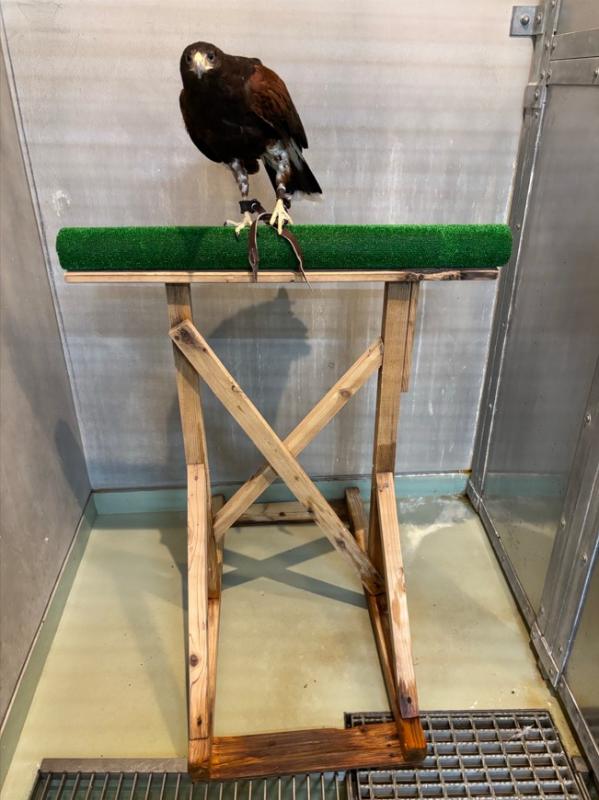 ハリスホーク人工芝