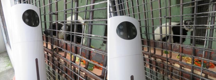 エリマキキツネザルの加湿器