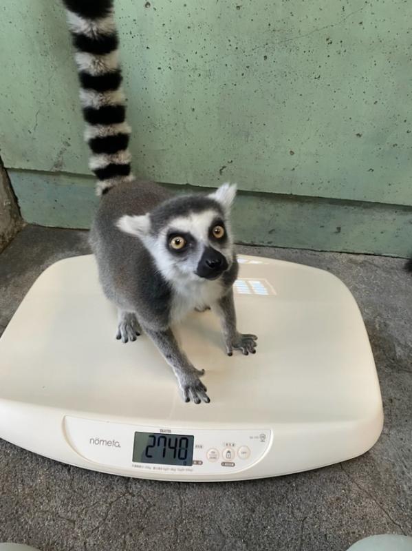 ワオキツネザル体重計