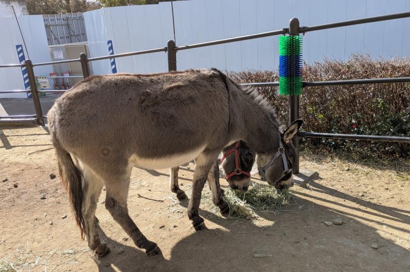 ロバスクラッチブラシ