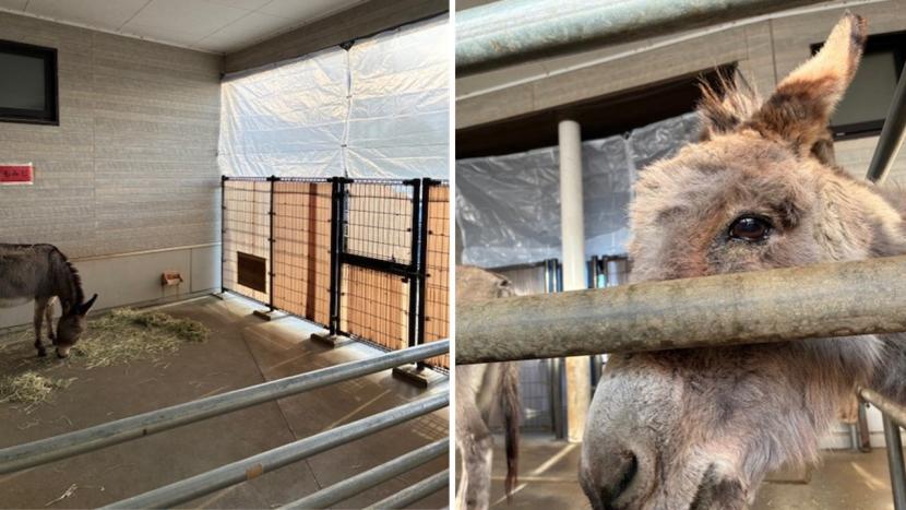 ロバのカーテン