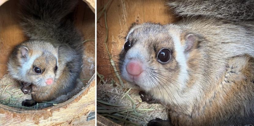 ムササビの広葉樹マット