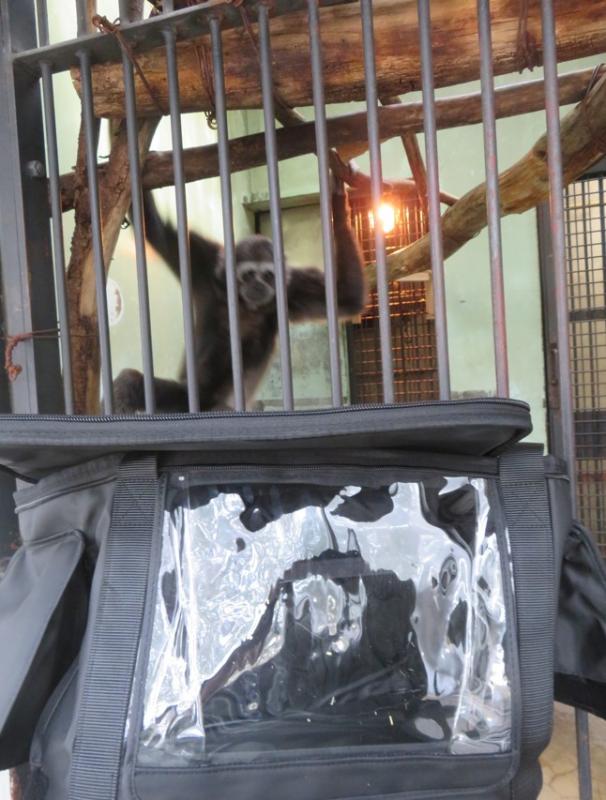 サルのポータブルバッテリーケース